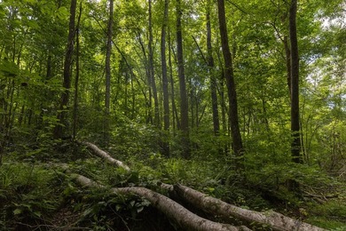 Turnkey 257.8 acre recreational tract in Tippah County - photo 37