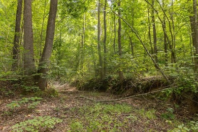 Turnkey 257.8 acre recreational tract in Tippah County - photo 38