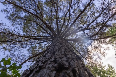Turnkey 257.8 acre recreational tract in Tippah County - photo 40