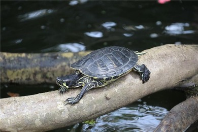 Tucked away in Grove Hill in a natural setting alive with - photo 3