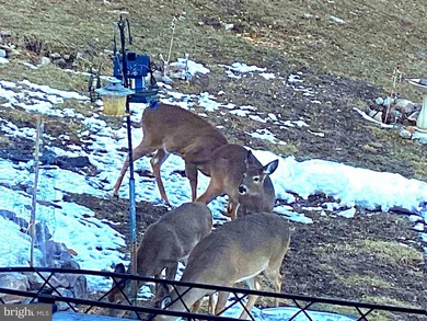 Calling all Hunters. Sleepy Creek Wildlife Management Area - photo 13