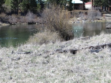 Enjoy this 5 acre lot in the upscale subdivision of Pine Ridge - photo 8