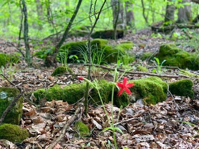This spectacular lakefront gem near Shell Knob and Emerald Beach - photo 44