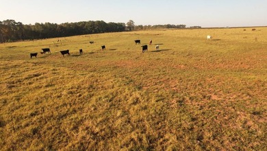 750+/- acre multi-generational farm in Clay County, Georgia - photo 1
