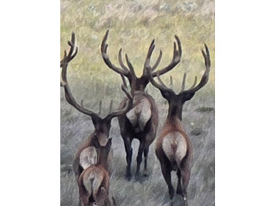 The Custer Legacy Ranch provides a rare combination to today's - photo 11