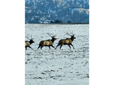 The Custer Legacy Ranch provides a rare combination to today's - photo 15