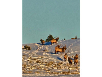 The Custer Legacy Ranch provides a rare combination to today's - photo 26