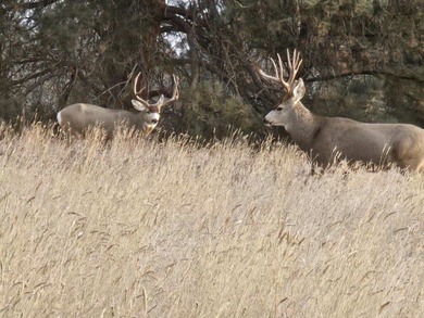 The Custer Legacy Ranch provides a rare combination to today's - photo 28