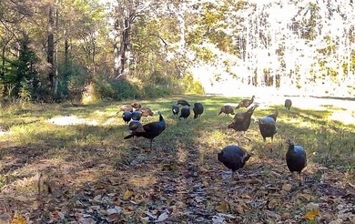 Private Hunting Retreat with Pond, Hardwood Timber & Homesite - photo 8