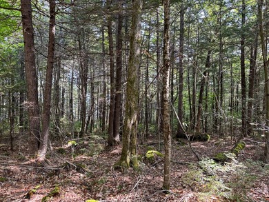 Unique lakefront parcel with twentyA+- acres of mature forest - photo 13