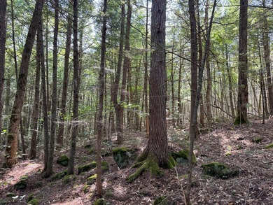Unique lakefront parcel with twentyA+- acres of mature forest - photo 15