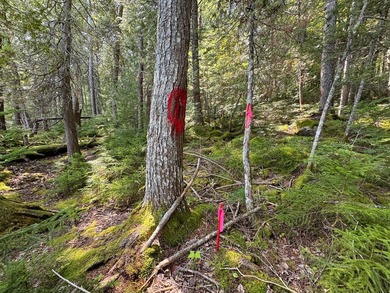 Unique lakefront parcel with twentyA+- acres of mature forest - photo 25