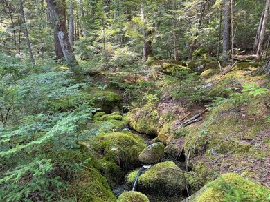Unique lakefront parcel with twentyA+- acres of mature forest - photo 27