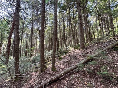 Unique lakefront parcel with twentyA+- acres of mature forest - photo 28