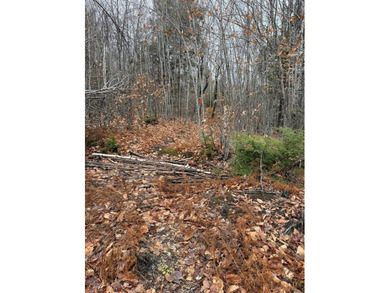 43 Acres of Pristine Maine Wilderness - Pond Road, Abbot, ME - photo 4