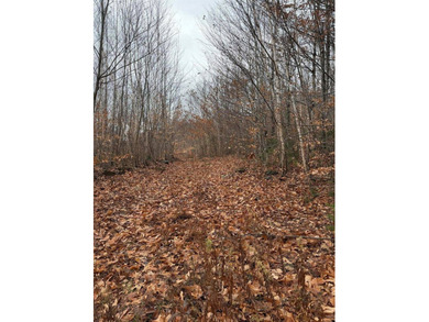 43 Acres of Pristine Maine Wilderness - Pond Road, Abbot, ME - photo 5