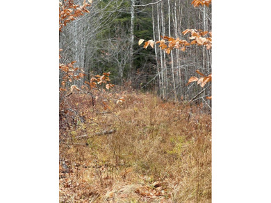 43 Acres of Pristine Maine Wilderness - Pond Road, Abbot, ME - photo 6