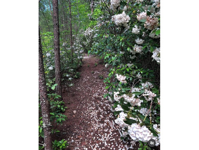Hidden among the privacy of lush hardwoods in coveted Lake Adger - photo 44