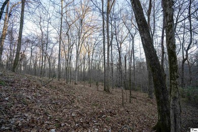 Hunting Land for sale in Jefferson County, MS. This 428.5+/- - photo 21