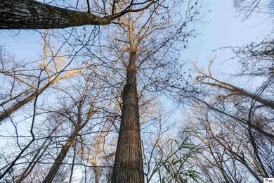 Hunting Land for sale in Jefferson County, MS. This 428.5+/- - photo 29