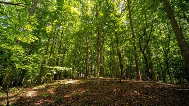 Rare opportunity on Douglas Lake-6.1 Unrestricted Acres! Imagine - photo 12