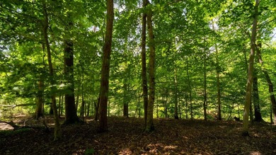 Rare opportunity on Douglas Lake-6.1 Unrestricted Acres! Imagine - photo 13