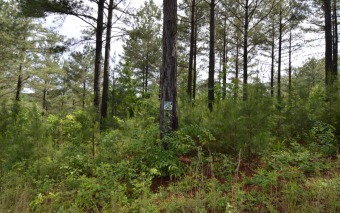 2+ ACRES FOR YOUR NORTH GA MOUNTAIN GETAWAY! This 2.31 acre lot - Lake Lot For Sale in Blairsville, Georgia