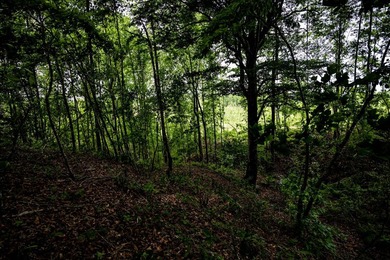 105.06+/- Acres | Mt. Gilead Rd & Blue Ridge Rd | Itawamba - photo 30