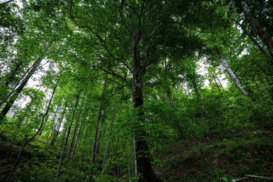 105.06+/- Acres | Mt. Gilead Rd & Blue Ridge Rd | Itawamba - photo 31