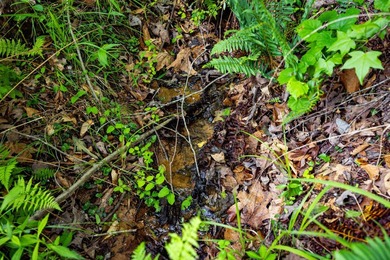 105.06+/- Acres | Mt. Gilead Rd & Blue Ridge Rd | Itawamba - photo 32