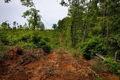 105.06+/- Acres | Mt. Gilead Rd & Blue Ridge Rd | Itawamba - photo 44