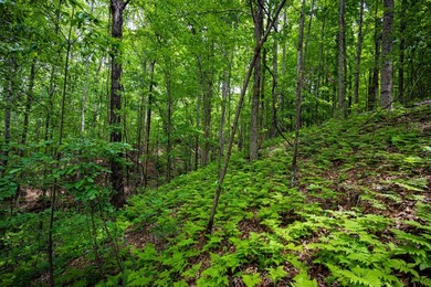 105.06+/- Acres | Mt. Gilead Rd & Blue Ridge Rd | Itawamba - photo 48