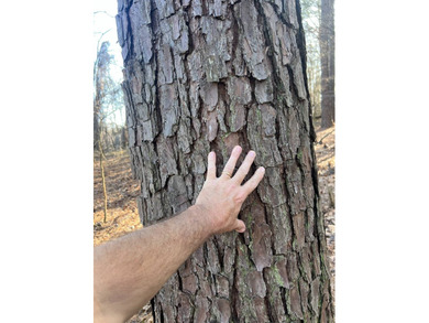 This expansive 675 acre +/- property in Tallahatchie County, MS - photo 44