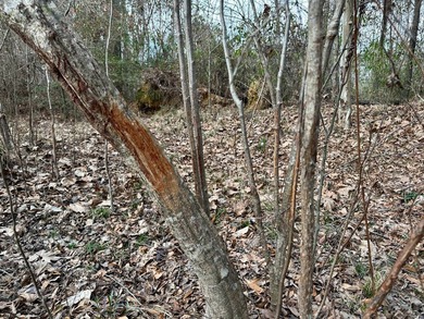 Situated just over six miles southwest of Pachuta, this land is - photo 21