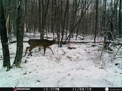 Discover your private 290+ acre Catskills retreat, a true - photo 17
