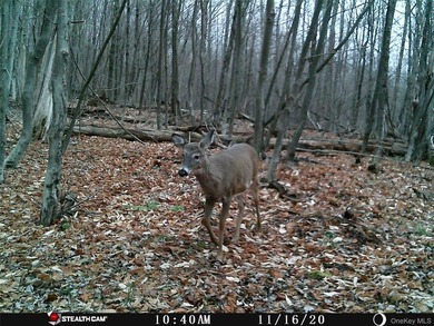 Discover your private 290+ acre Catskills retreat, a true - photo 21