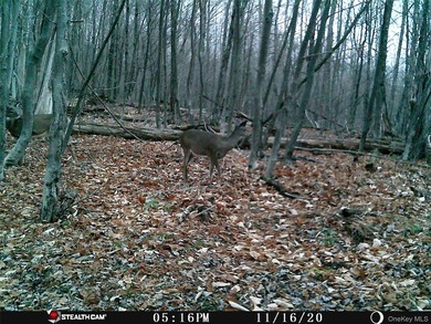 Discover your private 290+ acre Catskills retreat, a true - photo 22