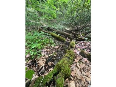 36+ acres of prime acreage in Maggie Valley off of - photo 10