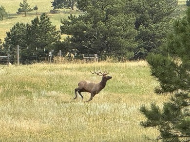 Presenting A Bar Ranch in Douglas County Colorado, a front range - photo 11