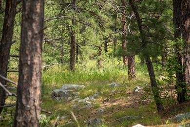 Presenting A Bar Ranch in Douglas County Colorado, a front range - photo 18