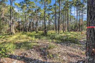 Discover 40 acres of pure freedom & natural beauty, where - photo 11