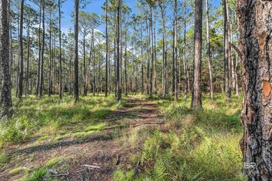 Discover 40 acres of pure freedom & natural beauty, where - photo 13
