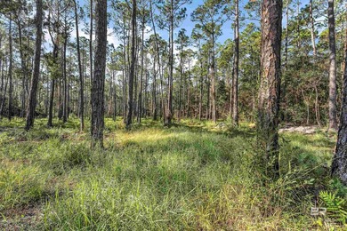 Discover 40 acres of pure freedom & natural beauty, where - photo 14