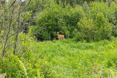 This exceptional Northwoods property offers 170+/- acres of - photo 52