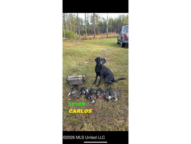 84.94+/- acres in Lincoln County, MS located just out of Wesson - photo 42