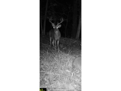 84.94+/- acres in Lincoln County, MS located just out of Wesson - photo 45