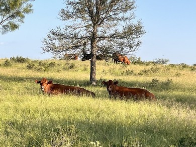 PRICE DROP Corona Falls Ranch | Voca, TX | 320 Acres | $4,800 - photo 12