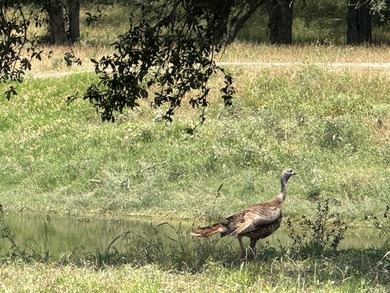 Nestled just beyond the city limits of Kerrville, this sprawling - photo 15