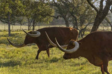 Beyond a private gated entrance, Martin Ranch unfolds as one of - photo 39
