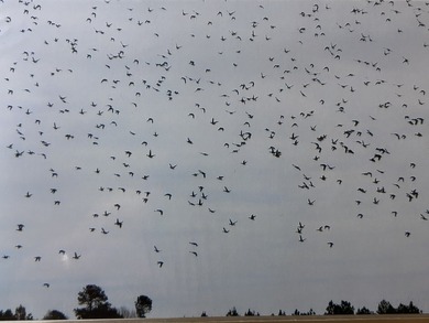 Two Ponds Duck Club is a premier duck hunting tract totaling 650 - photo 2